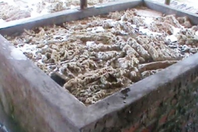 Quảng Ninh: Phát hiện 1 cơ sở đang chế biến 1 tấn lòng lợn bẩn