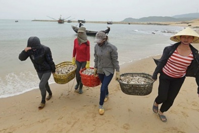 Cá chết miền Trung: Bộ TN&MT hướng dẫn tiêu hủy hải sản nhiễm độc 