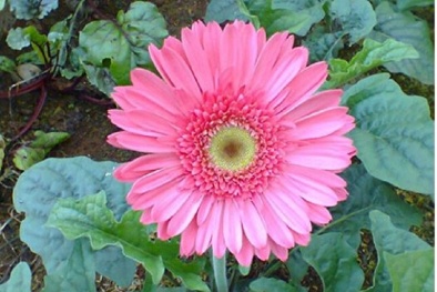 Kỹ thuật trồng cây hoa đồng tiền tại vườn nhà