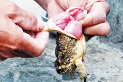 Xem clip này không ai còn dám ăn thịt cóc