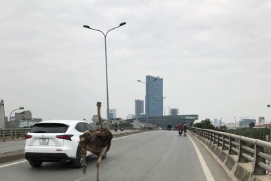 Xôn xao cộng đồng mạng với hình ảnh Đà Điểu trên cầu Mễ Trì
