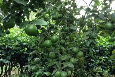 Kỹ thuật trồng cây chanh cho quả sai chĩu cành như ý muốn
