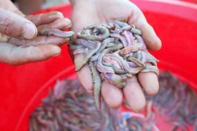 Cả triệu đồng một lít mắm rươi cho dịp Tết