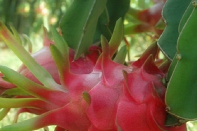 Kỹ thuật trồng cây thanh long nhanh ra nhiều quả chất lượng cao