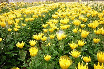 Kỹ thuật trồng cây và chăm sóc hoa cúc nở rộ chơi Tết