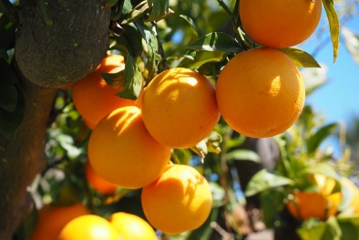 Kỹ thuật trồng cây cam cho năng suất cao mà không sâu bệnh