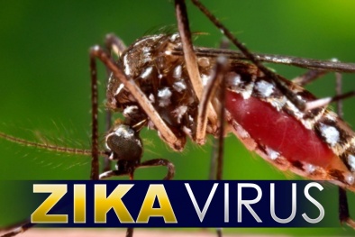 TP.HCM: 19/24 quận huyện có người nhiễm virus Zika
