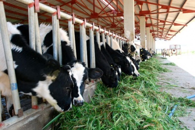 Hàng nghìn nông dân ở Ba Vì 'chết đứng' vì... bò sữa