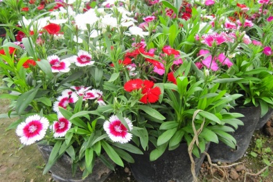 Kỹ thuật trồng hoa cẩm chướng trong chậu cho ban công thêm lãng mạn