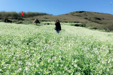 Hút hồn sắc trắng hoa cải phủ khắp núi đồi Mộc Châu 