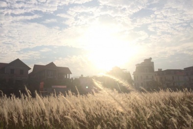 Cánh đồng cỏ lau mới toanh, chụp ảnh miễn phí ở Linh Đàm