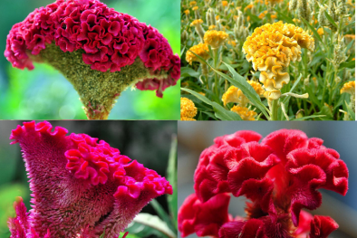 Kỹ thuật trồng hoa mào gà cực đơn giản cho hoa nở quanh năm