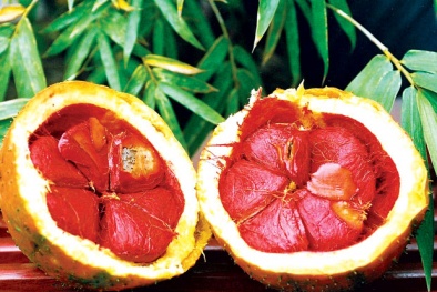 Quả gấc sẽ biến thành chất độc nếu dùng sai cách