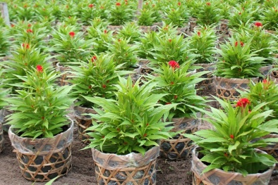 Tết Đinh Dậu 2017: Nhiều ‘đại gia’ săn hoa mào gà độc, lạ chơi Tết