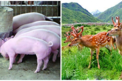 Bỏ lợn chọn hươu: Vay 3 triệu đồng, thoắt cái có trong tay 300 triệu