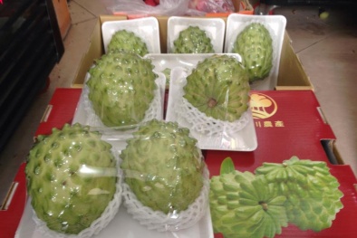 Gần 1 triệu đồng/quả mãng cầu Đài Loan khổng lồ