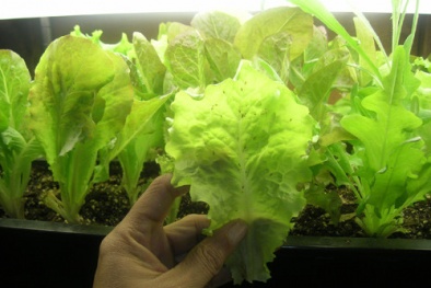 Kỹ thuật trồng rau xà lách tại nhà cho mâm cơm ngày Tết thêm đủ đầy