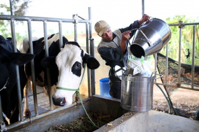 Vụ việc 'nông dân 'chết đứng' vì bò sữa': Huyện Ba Vì lên tiếng