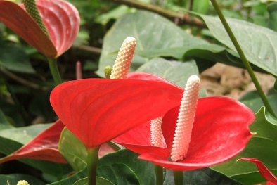 Kỹ thuật trồng hoa hồng môn trổ hoa theo ý muốn ở vườn nhà 