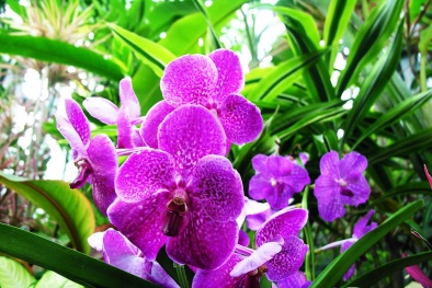 Kỹ thuật trồng và chăm sóc hoa phong lan nở bung chơi Tết