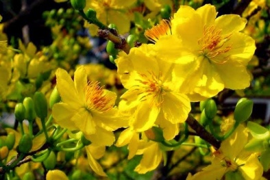 Kỹ thuật trồng và chăm sóc hoa mai nở đúng dịp Tết Đinh Mậu 2017