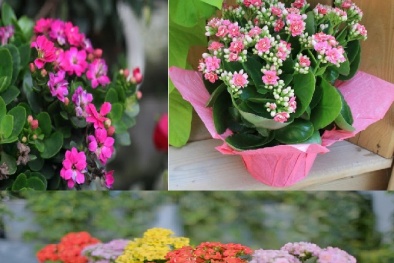 Kỹ thuật trồng và chăm sóc cây sống đời cho hoa nở rực rỡ đón Tết