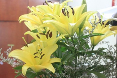 Kỹ thuật trồng và chăm sóc hoa ly trong chậu nhỏ nở như ý muốn dịp Tết