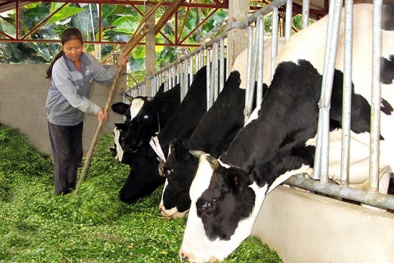 Vụ nông dân Ba Vì 'chết đứng' vì bò sữa: Người nuôi bò bị 'ép giá' vì tiêu chuẩn cao?