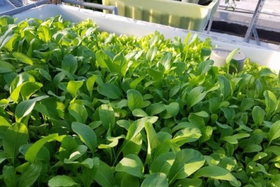 Tin cảnh báo nổi bật: Tự trồng rau tại nhà chưa chắc đã sạch?