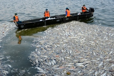 Hà Nội công bố các nguyên nhân cá chết hàng loạt tại ao hồ