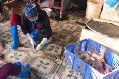 'Nhập kho' gần 1 tấn nội tạng động vật đang mốc xanh chờ Tết bán