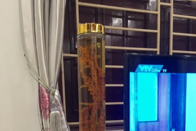 Choáng với củ tam thất ‘khủng’ đại gia trả chục triệu không bán