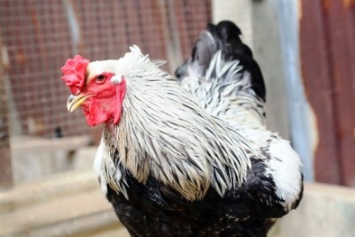 Tết Đinh Dậu 2017: Gà kỳ lân 30 triệu đồng/đôi, đại gia 'săn lùng' ráo riết