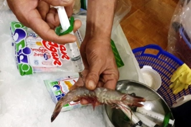 Thủ tướng yêu cầu kiểm soát, ngăn chặn đưa tạp chất vào tôm 