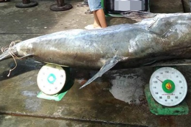 Cá tra dầu khổng lồ dài hơn 2m, nặng 230 kg sa lưới ngư dân 