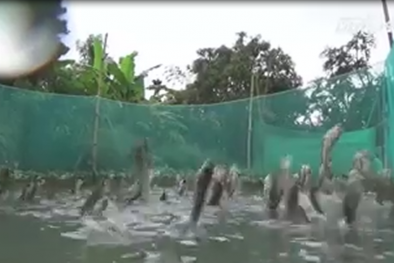 Chuyện lạ: Nông dân Cần Thơ gọi được cả vạn con cá nhảy múa trên mặt nước