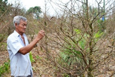 Nhà vườn mai ở TP.HCM khốn đốn vì thời tiết thất thường 