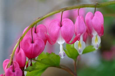 Kỹ thuật trồng và chăm sóc hoa tigon cho tường nhà rực rỡ đón Xuân