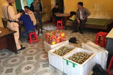 Nghệ An: Bắt xe chở pháo lậu trên đường đi tiêu thụ