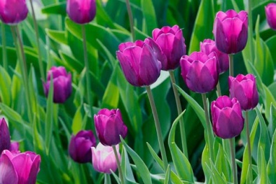 Kỹ thuật trồng và chăm sóc cây hoa tulip nở đúng dịp Tết