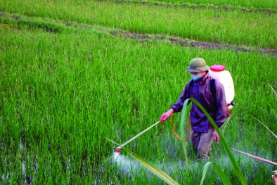 EU đề xuất cấm Tricyclazole vì dư lượng thuốc trừ sâu trong lúa gạo vượt mức