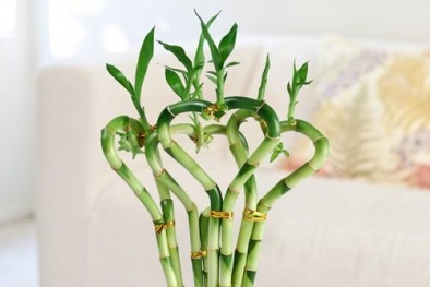 Kỹ thuật trồng và cách tạo tháp cây phát lộc đón vận may đầy nhà ngày Tết