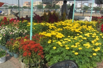 Tết Đinh Dậu, TP.HCM tổ chức 110 chợ hoa tết tại 19 quận huyện