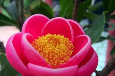 Kỹ thuật trồng và chăm sóc hoa hải đường nở tươi chào đón Tết