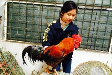 Đại gia lùng mua 'gà chín cựa' cúng Tết 50 triệu/con