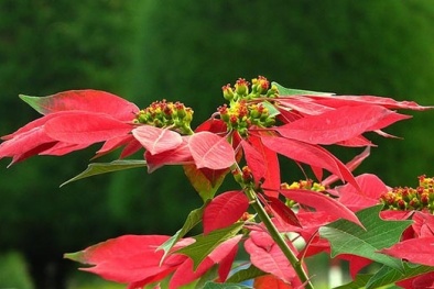 Kỹ thuật trồng hoa trạng nguyên mang tài lộc vào nhà ngày Tết