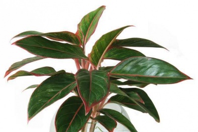 Kỹ thuật trồng cây phú quý mang tài lộc giàu sang cho gia chủ