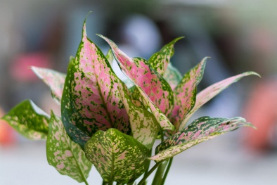 Kỹ thuật trồng cây vạn lộc mang thịnh vượng cho mọi nhà ngày Tết