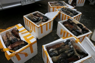 Đà Nẵng: Hơn 1 tấn chân, đuôi trâu bò bốc mùi suýt thành 'đặc sản'