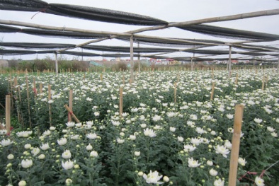 Hoa Tết có nguy cơ ‘ngậm’ thuốc trừ sâu độc hại